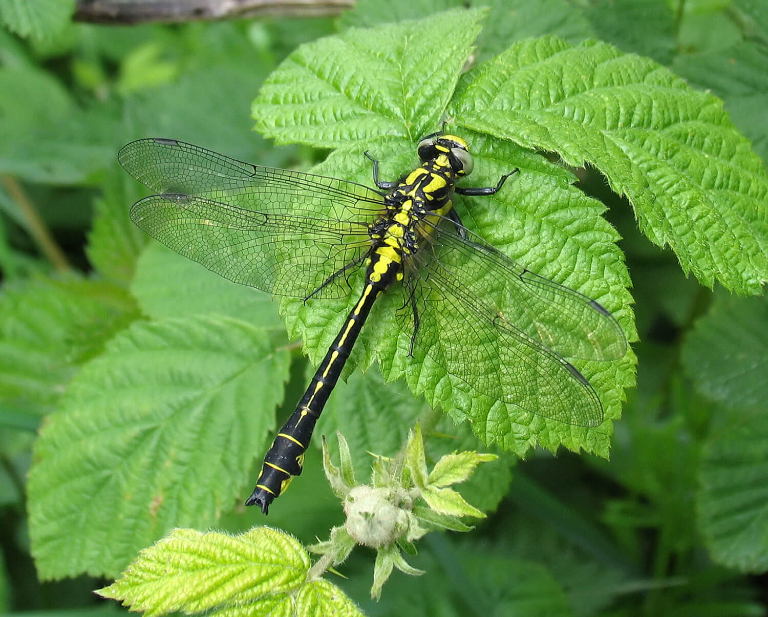 Male Common Clubtail By David Kitching